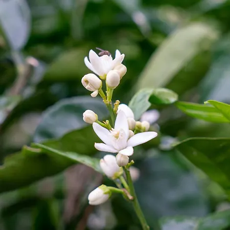 Collina E Mare Appartement Camogli