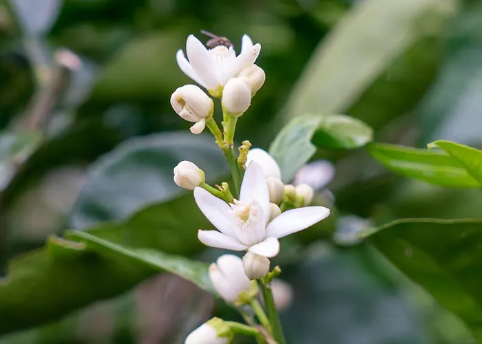 Collina E Mare Apartman Camogli